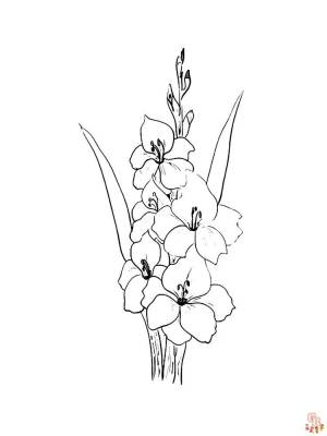 Раскраски гладиолусы  для детей