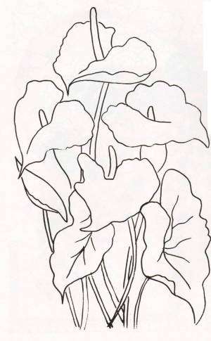 Гладиолус раскраска для детей