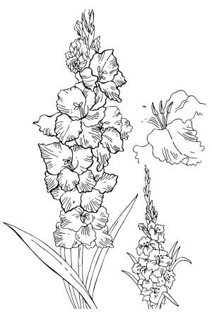 Гладиолус раскраска для детей