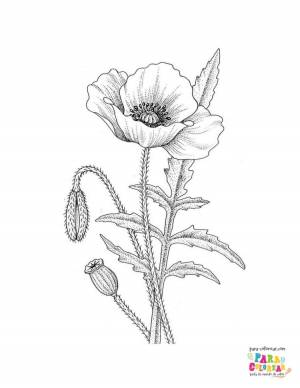 Садовые цветы белого цвета