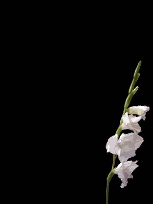 Гладиолус раскраска для детей