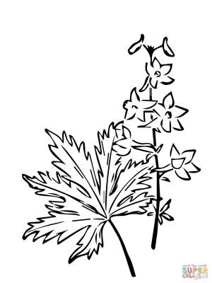 Раскраска Колумбийская живокость