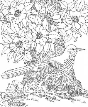 Раскраски Раскраска Сорока сидит около дерева с цветками птицы