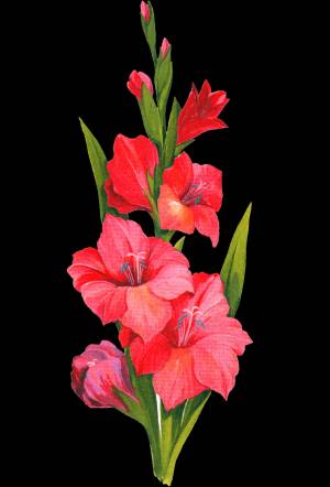 Раскраска Гладиолус