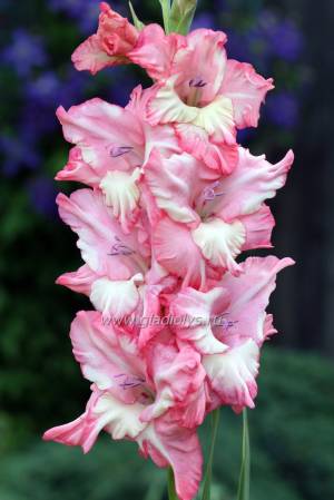 Гладиолус Вересковый сад