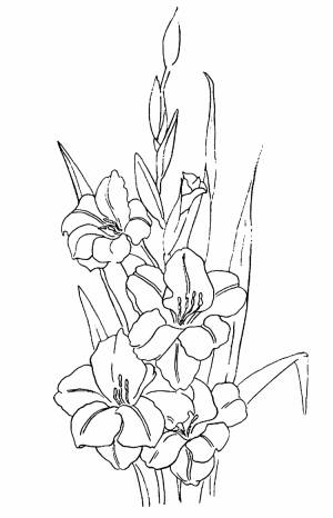 DataLife Engine > Версия для печати > Гладиолус рисунок для детей