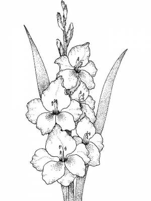 Раскраска цветок Гладиолус   в формате