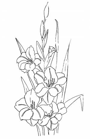 Рисунок букет гладиолусов