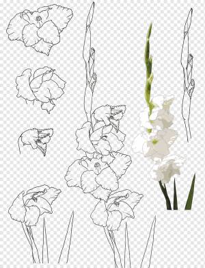 Цветочный дизайн Gongbi Flower Gladiolus xd7gandavensis, ручная роспись гладиолусы, Акварельная живопись, Аранжировка цветов, белая png