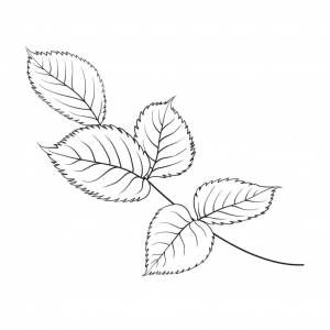 Листья розы