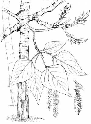 Ветки берёзы