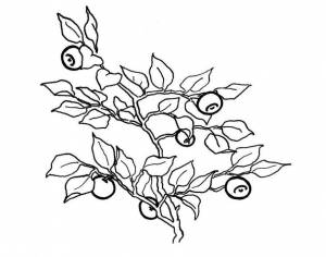Раскраски Раскраска Ветка черники ягоды, Сайт раскрасок