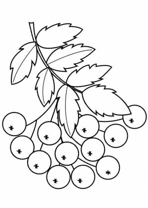 Ветка рябины