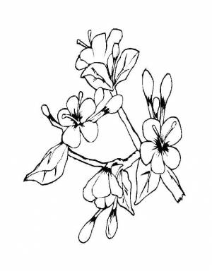 Раскраски ветка, Раскраска Цветущая ветка весна