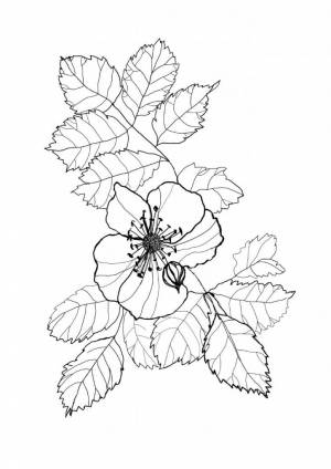 Ветка шиповника с цветком