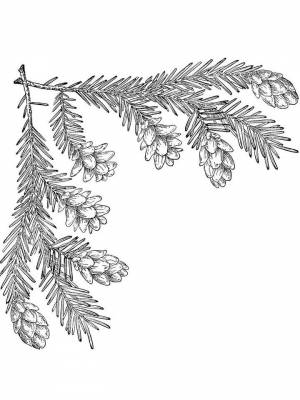 Раскраска Елочная ветка   в формате