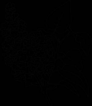 Раскраска Ветка сирени