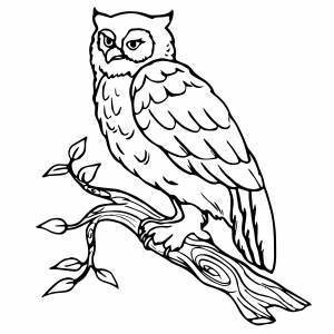 Сова на ветке