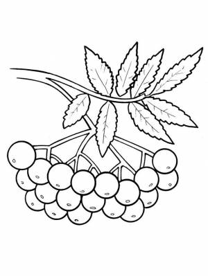 Раскраски Ветка рябины