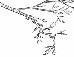 Ветка дерева раскраска