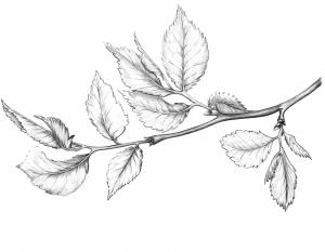 Проект Ветка