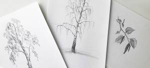 Как нарисовать березу карандашом поэтапно