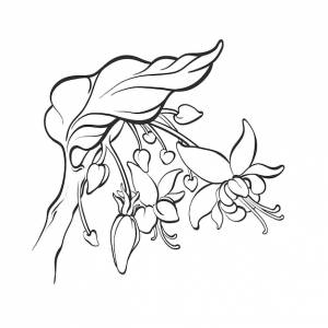 Ветка дерева какао с цветком листьев ботанический ручной рисунок простой эскиз