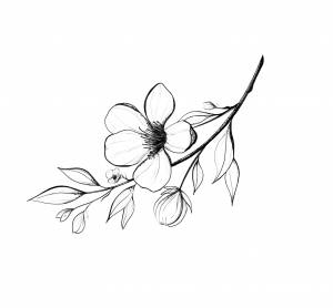 Ветка карандашом