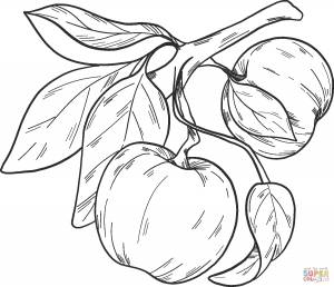 Раскраска яблоки на ветке