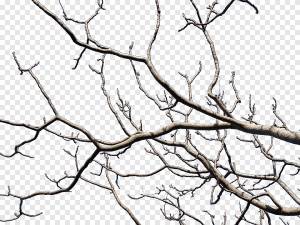 Веточка ветки обрезка листьев дерева, дерево, лист, ветка png