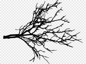 Ветка, дерево, лист, фотография, ветка дерева png