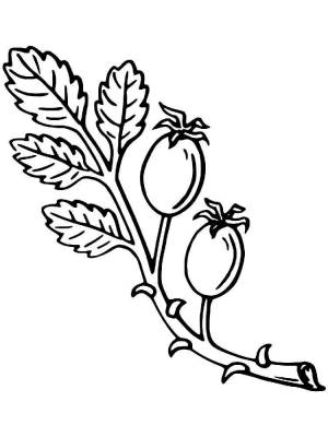 Раскраски Шиповник