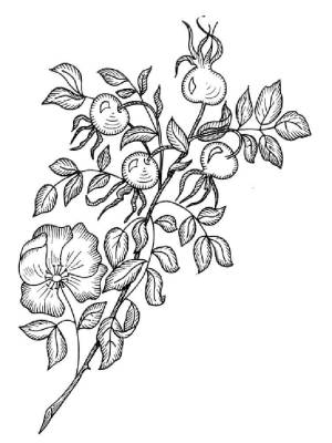 Раскраски Шиповник