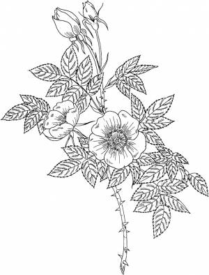 Раскраска Шиповник зловонный