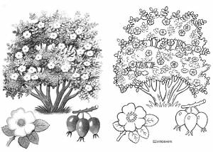 Раскраска Шиповник