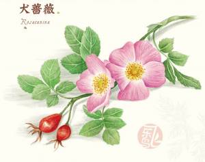 Шиповник рисунок для детей