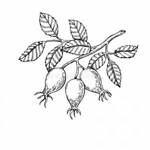 Раскраска Шиповник для детей  и