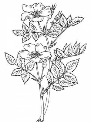 Картинка Шиповник раскраска в формате  для детей