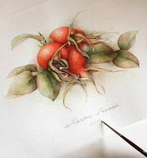 Иллюстрация Шиповник