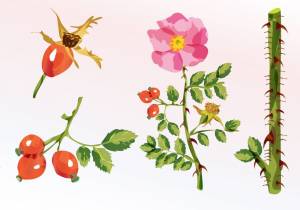 Шиповник рисунок для детей