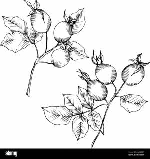 Шиповник раскраска для детей