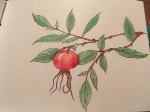 Шиповник рисунок карандашом
