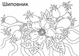 Раскраска Шиповник