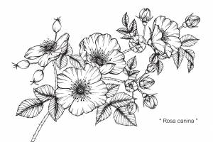Шиповник рисунок для детей