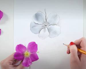 Ботаническая живопись