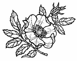 Шиповник рисунок карандашом