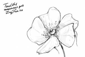 как нарисовать шиповник 4