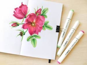 Цветы шиповника