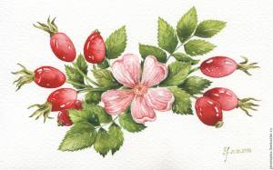 Шиповник рисунок для детей