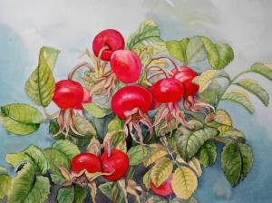 Картина «Шиповник» Бумага, Акварель 2018 г